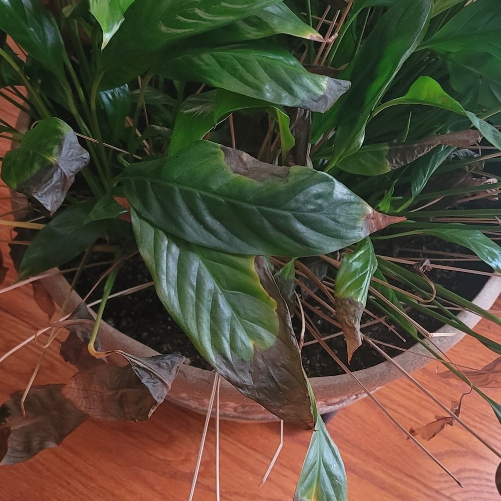 Meet your Posher, Terolyn